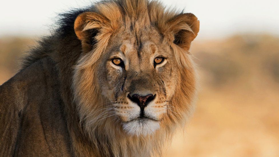 Lion